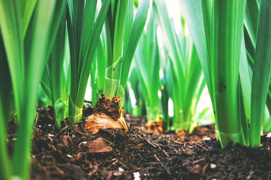 Plants Growing